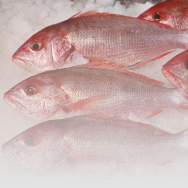 Pargo