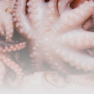 Pulpo