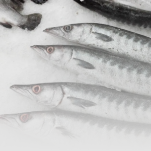 Barracuda