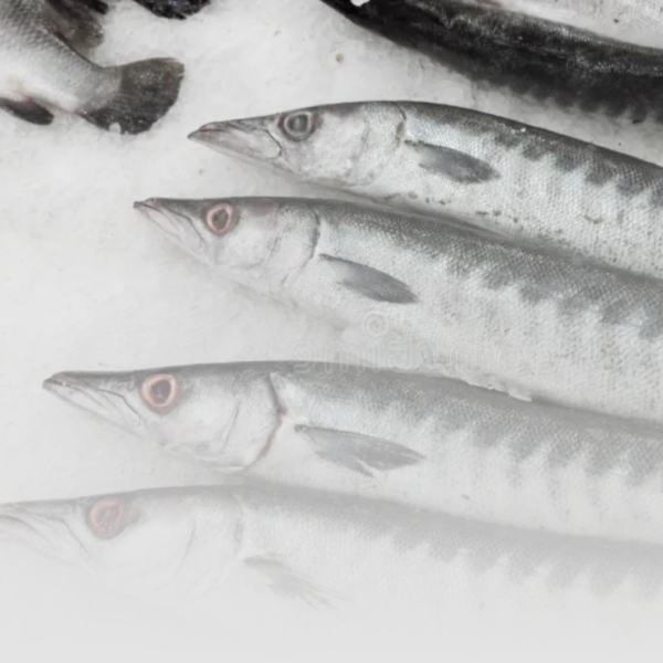Barracuda